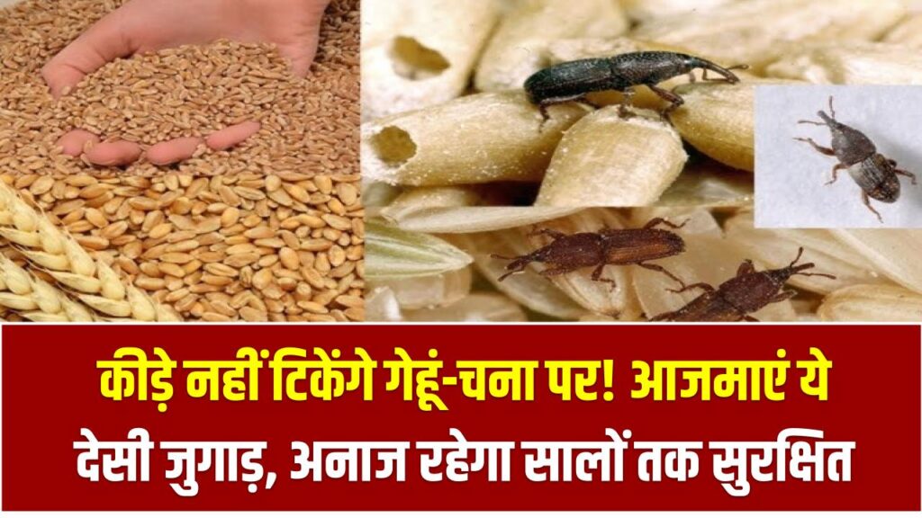 कीड़े नहीं टिकेंगे गेहूं-चना पर! आजमाएं ये देसी जुगाड़, अनाज रहेगा सालों तक सुरक्षित